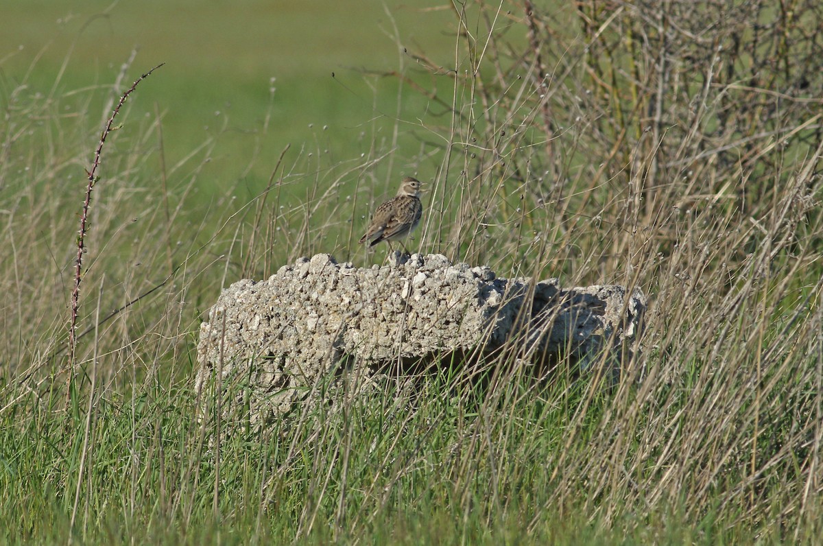 Calandra Lark - ML617884668