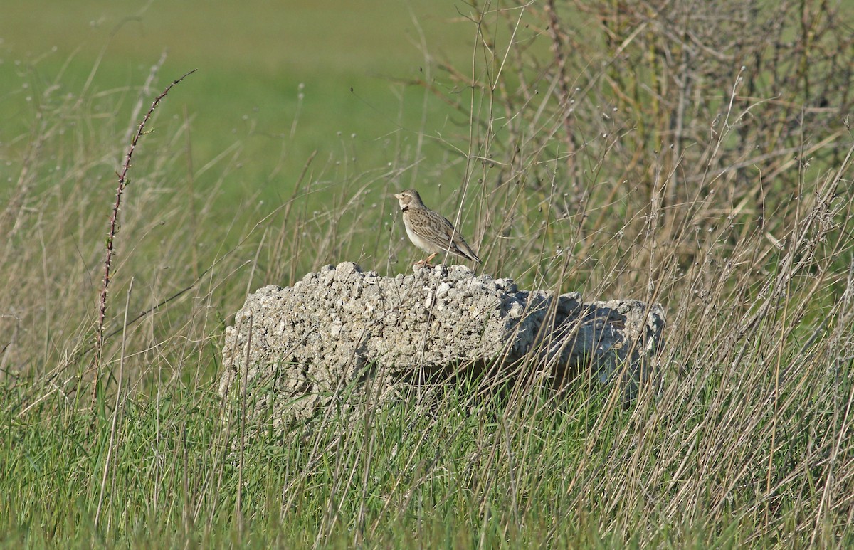 Calandra Lark - ML617884671