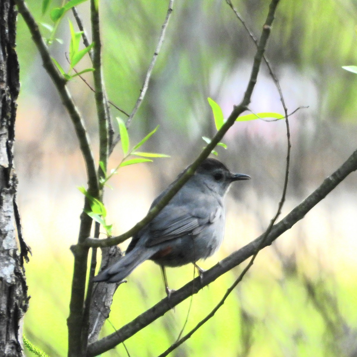 Gray Catbird - ML617884704