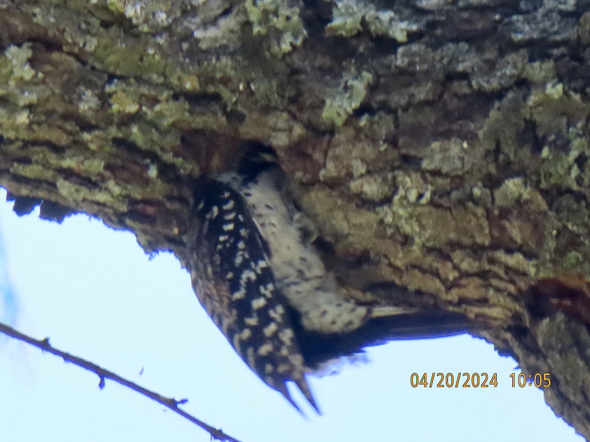 Nuttall's Woodpecker - ML617884714