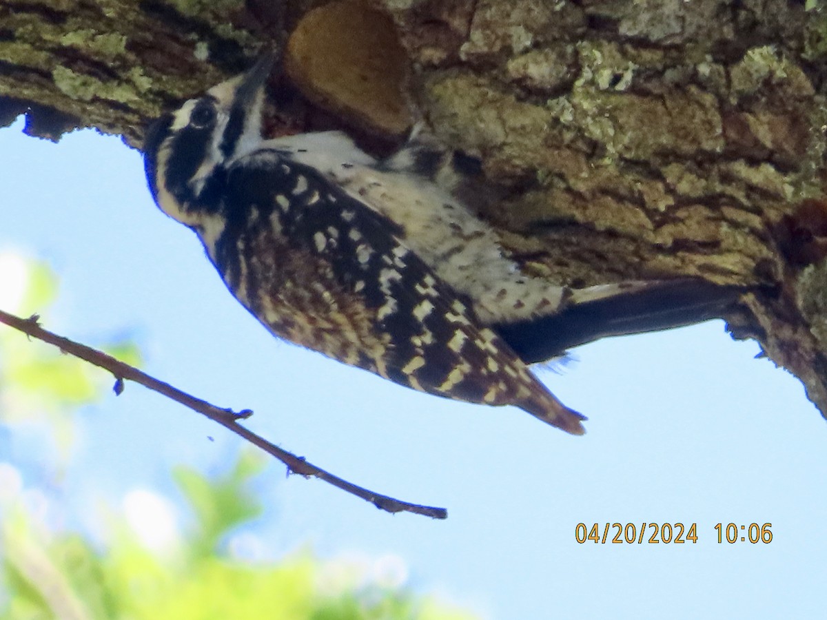 Nuttall's Woodpecker - Patricia Ayres