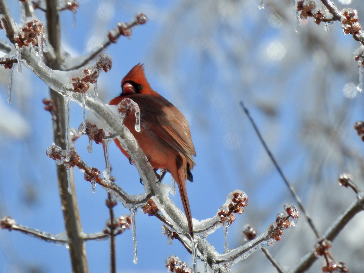 Northern Cardinal - Laurie  Keefe