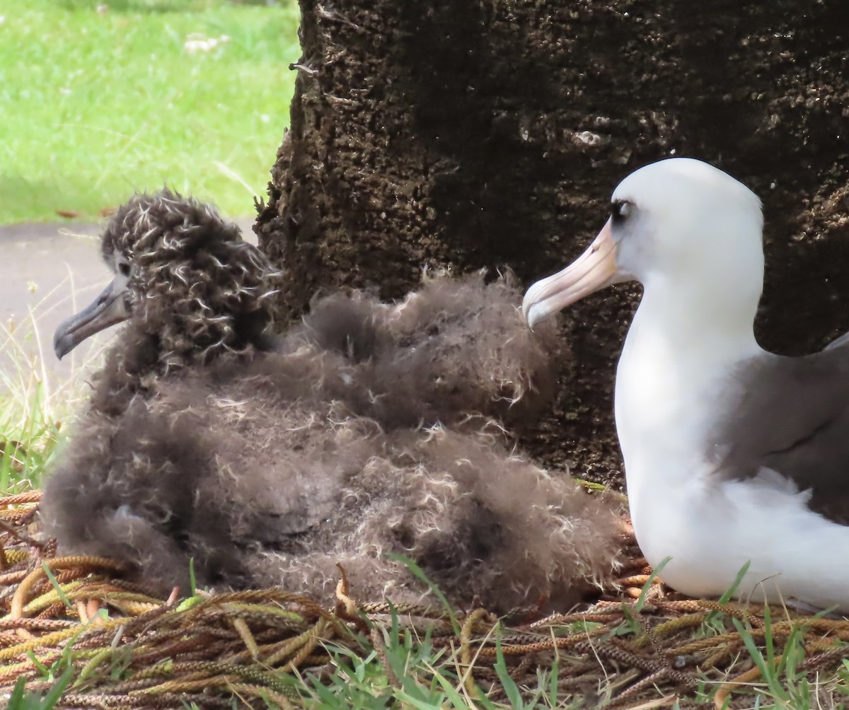 Laysan Albatross - Vicki Nebes