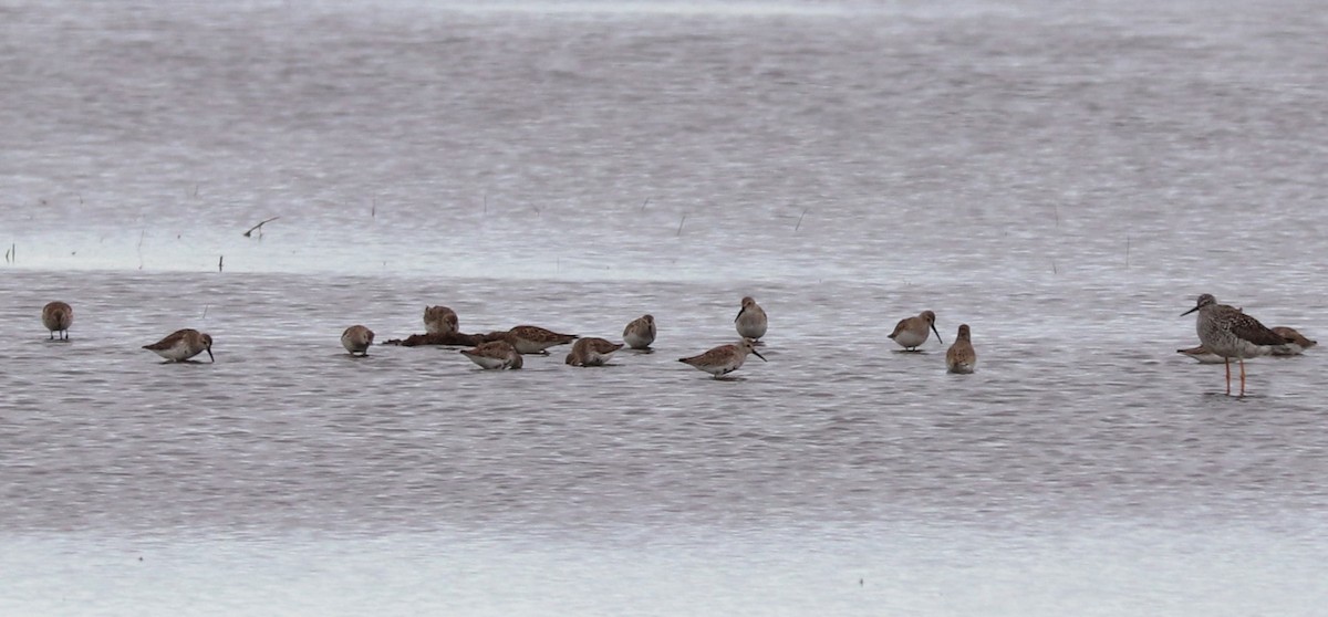 Dunlin - ML617884766