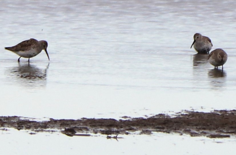 黑腹濱鷸 - ML617884767