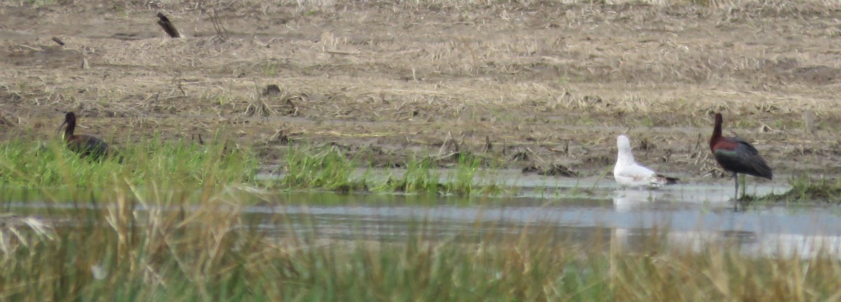 Glossy Ibis - ML617884768