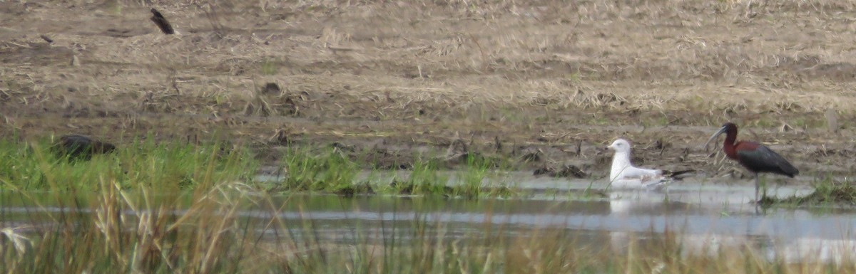 Glossy Ibis - ML617884769