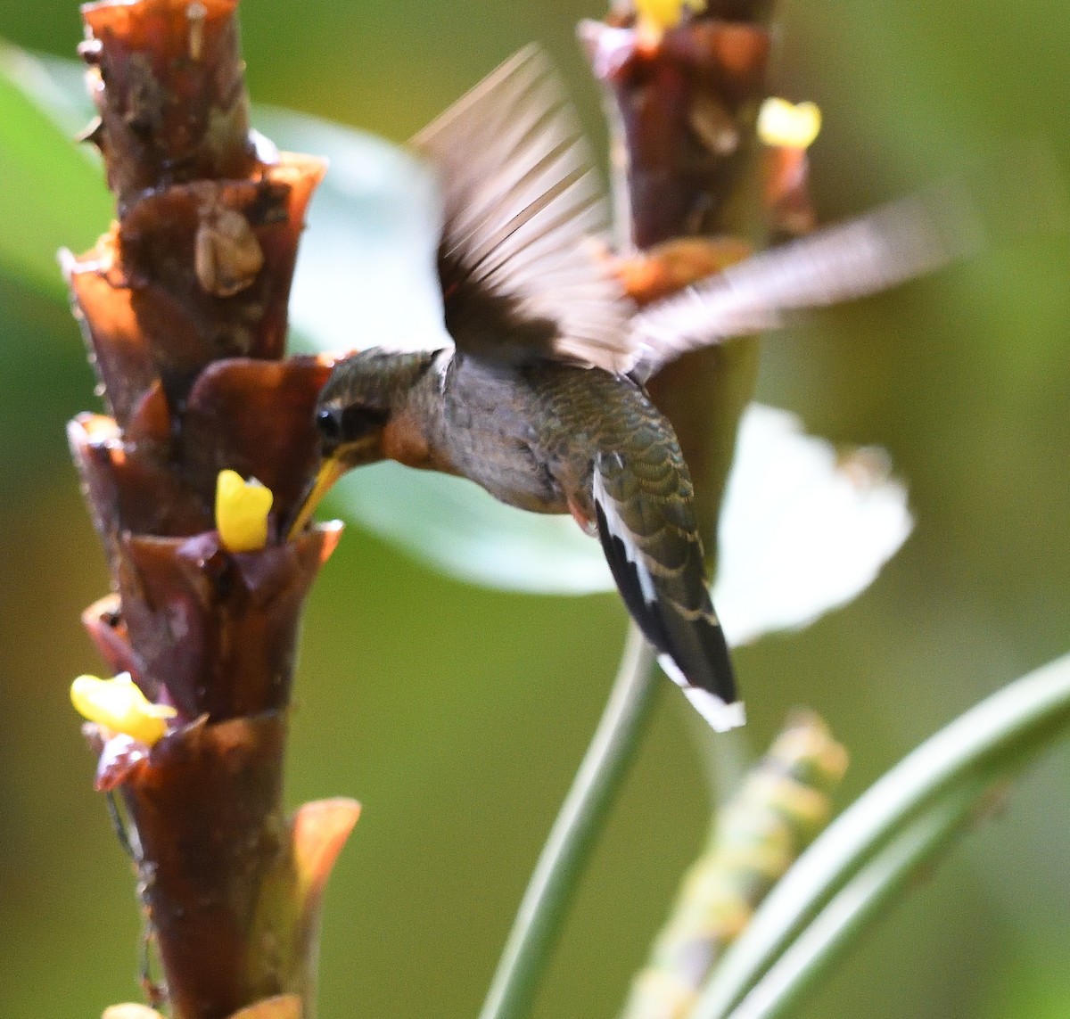 Полосатохвостый колибри-отшельник - ML617884774