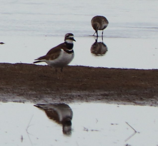 Killdeer - ML617884799