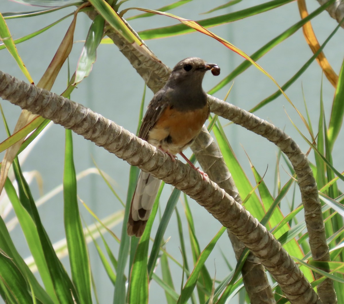 White-rumped Shama - Vicki Nebes