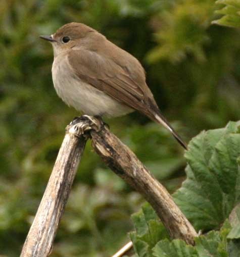 Taiga Flycatcher - ML617884816