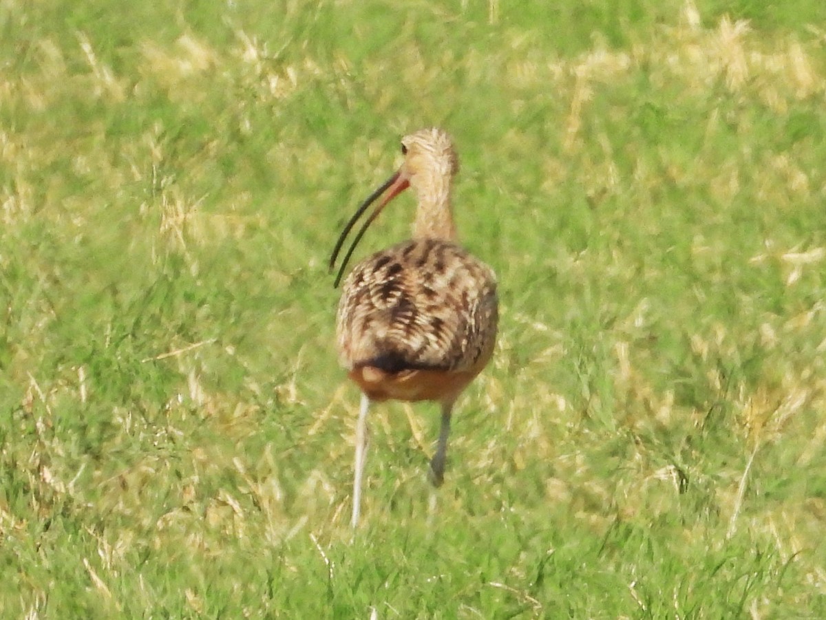 Long-billed Curlew - ML617884817
