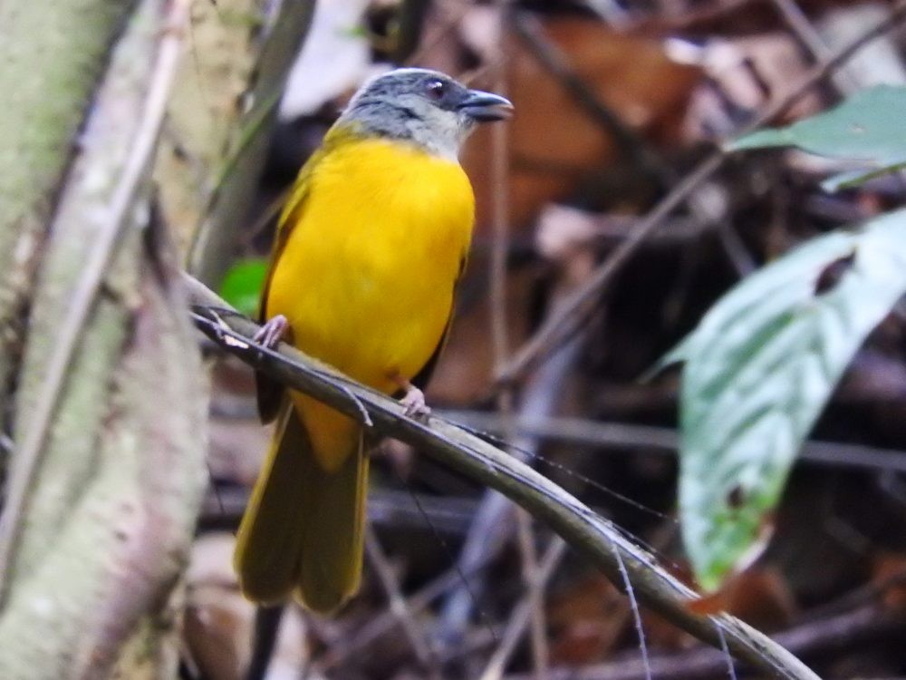 Gray-headed Tanager - ML617884855