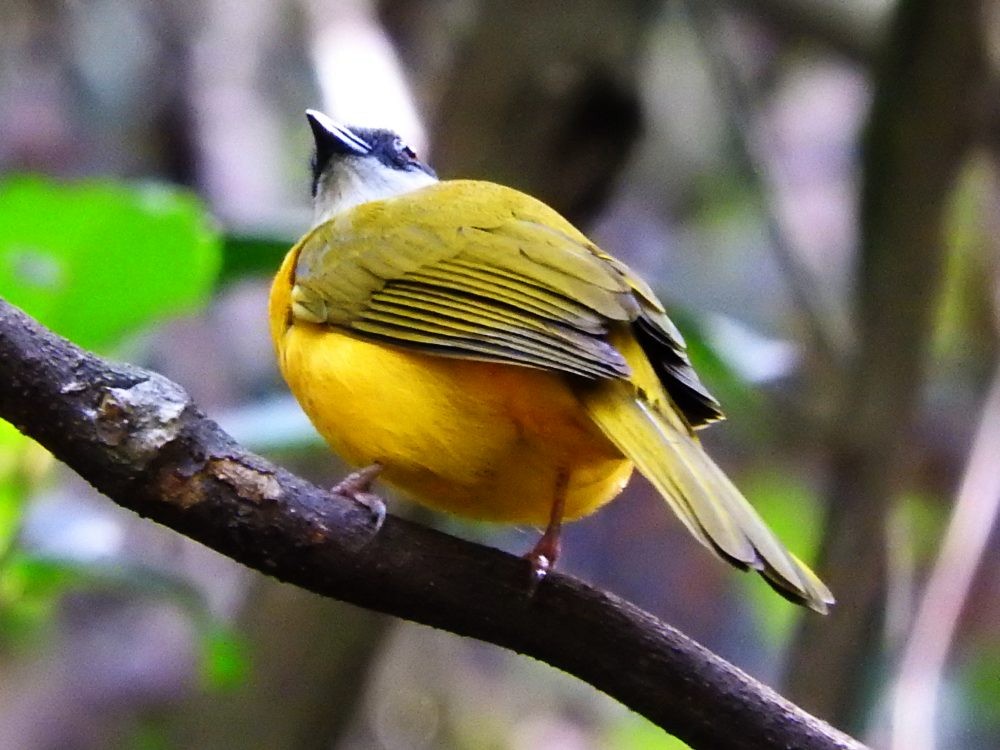 Gray-headed Tanager - ML617884900