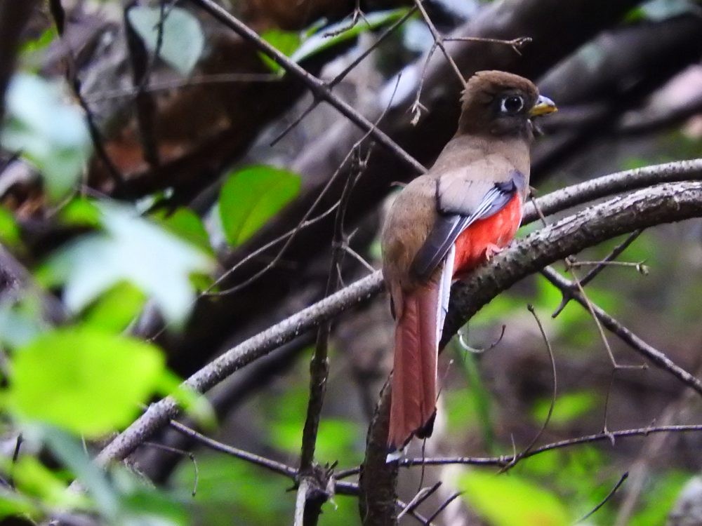 Collared Trogon - ML617884985