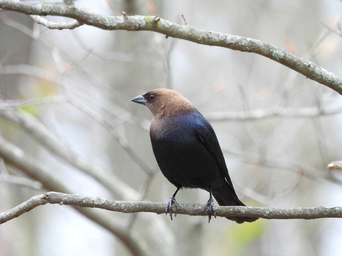 Brown-headed Cowbird - ML617884990