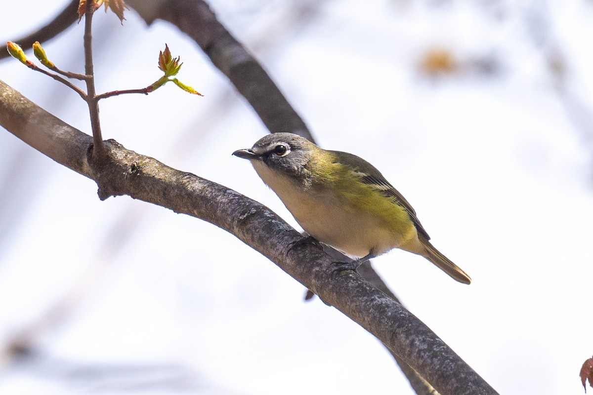 Blue-headed Vireo - ML617884997