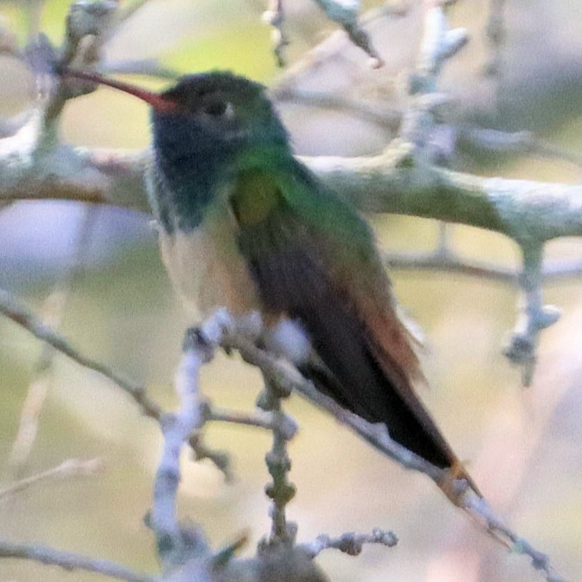 Buff-bellied Hummingbird - ML617885030