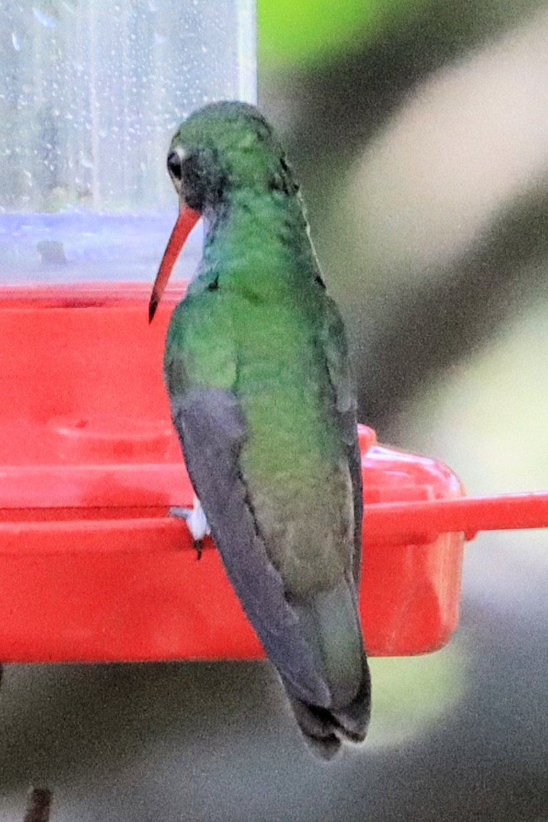 Buff-bellied Hummingbird - ML617885031