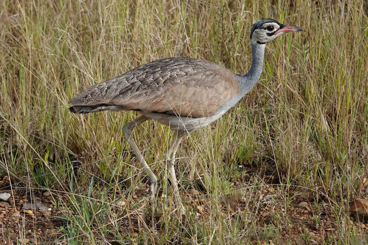 White-bellied Bustard - ML617885114