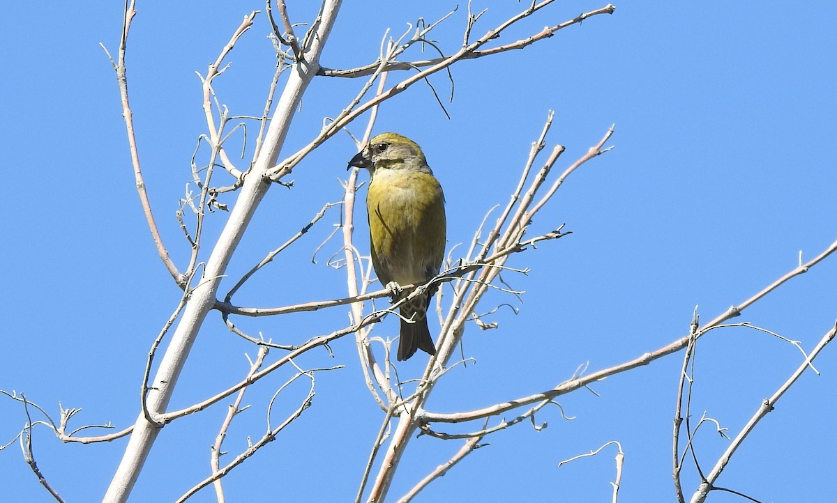 Red Crossbill - ML617885122