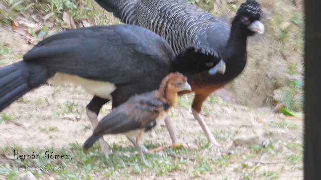 Blue-billed Curassow - ML617885153