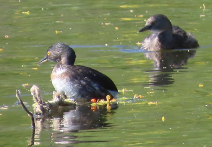 Least Grebe - ML617885164