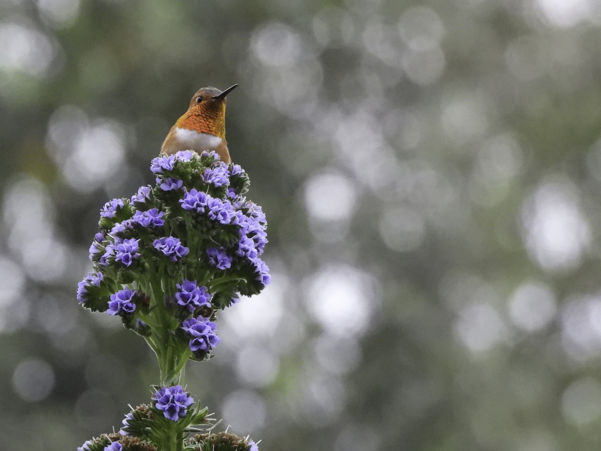 Rufous/Allen's Hummingbird - Astrid Taen