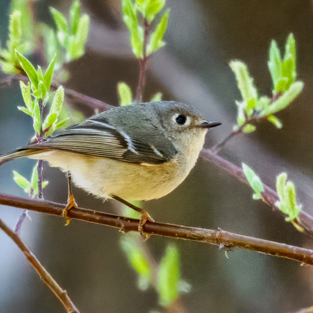 Ruby-crowned Kinglet - Steven Meisel