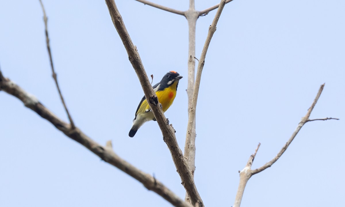 Palawan Flowerpecker - ML617885258