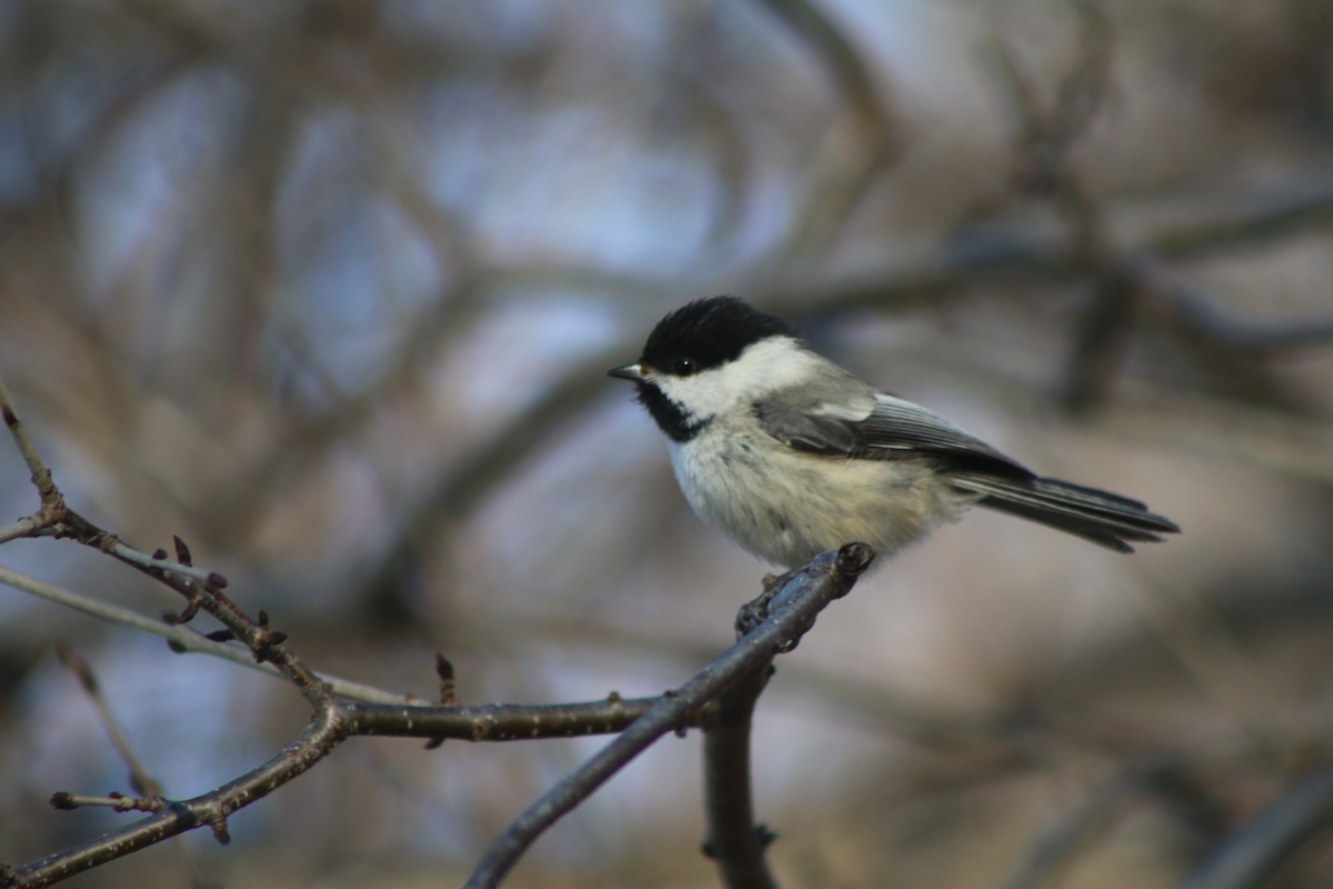 Mésange à tête noire - ML617885287