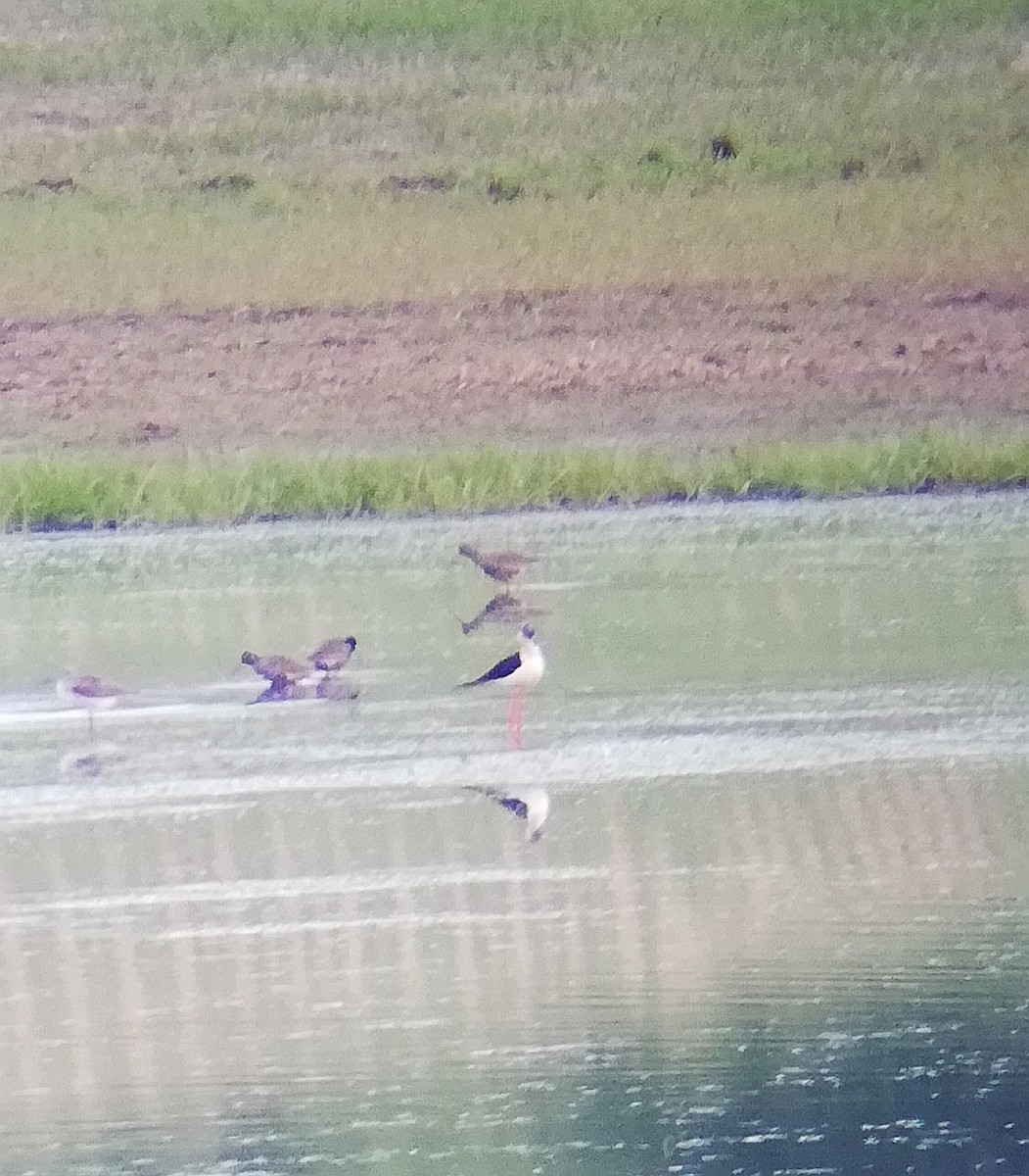 Black-winged Stilt - Tomek Zuch