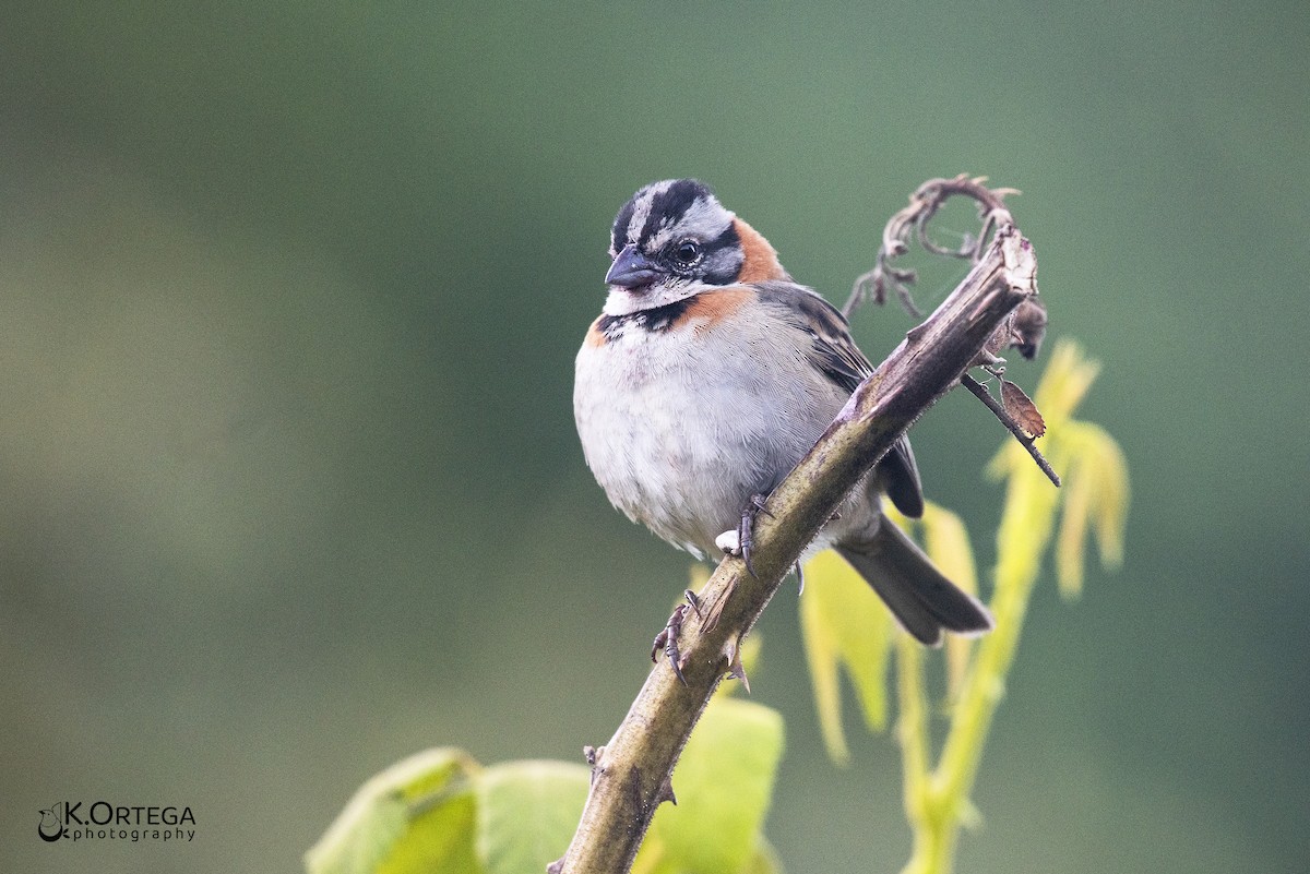 Rufous-collared Sparrow - Karina Ortega