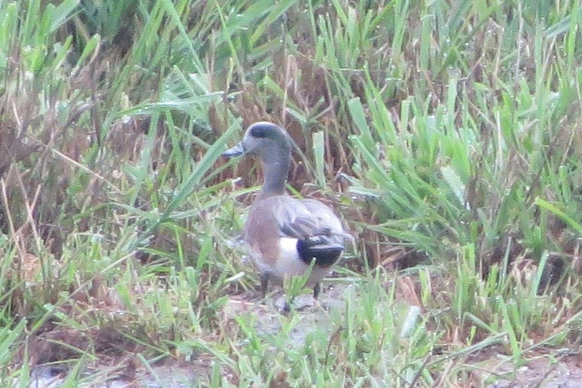 American Wigeon - Kathy  Kirk