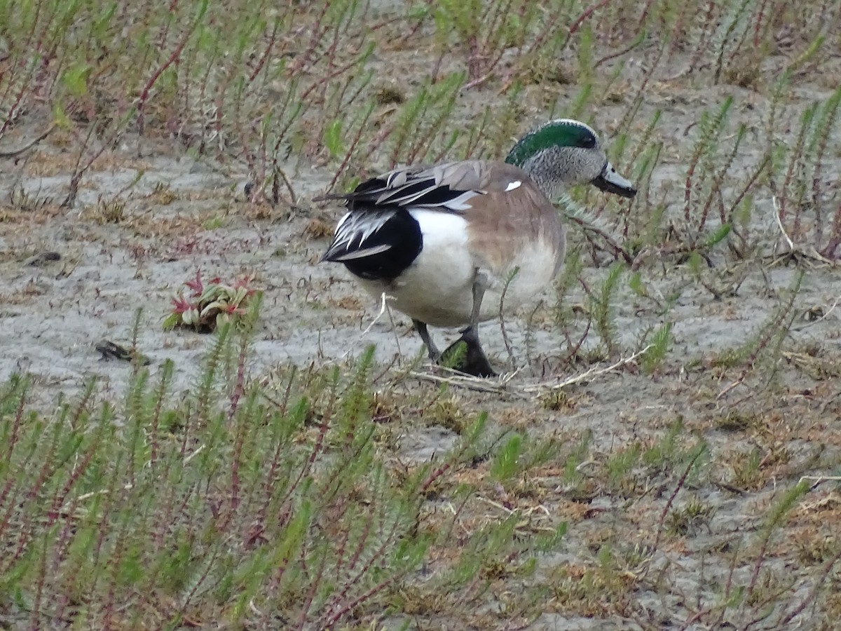 American Wigeon - ML617885428