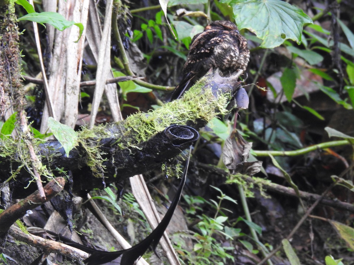 Lyre-tailed Nightjar - ML617885449