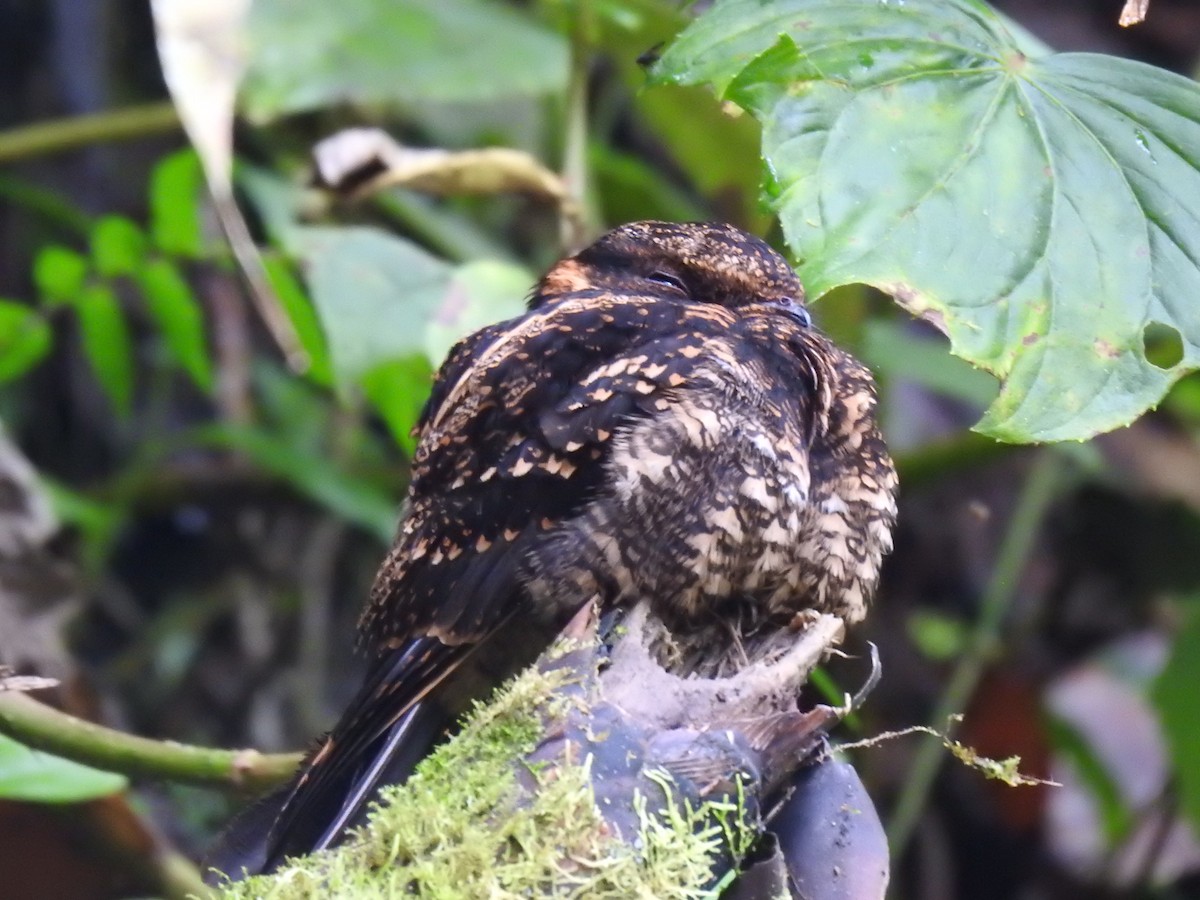 Lyre-tailed Nightjar - ML617885453