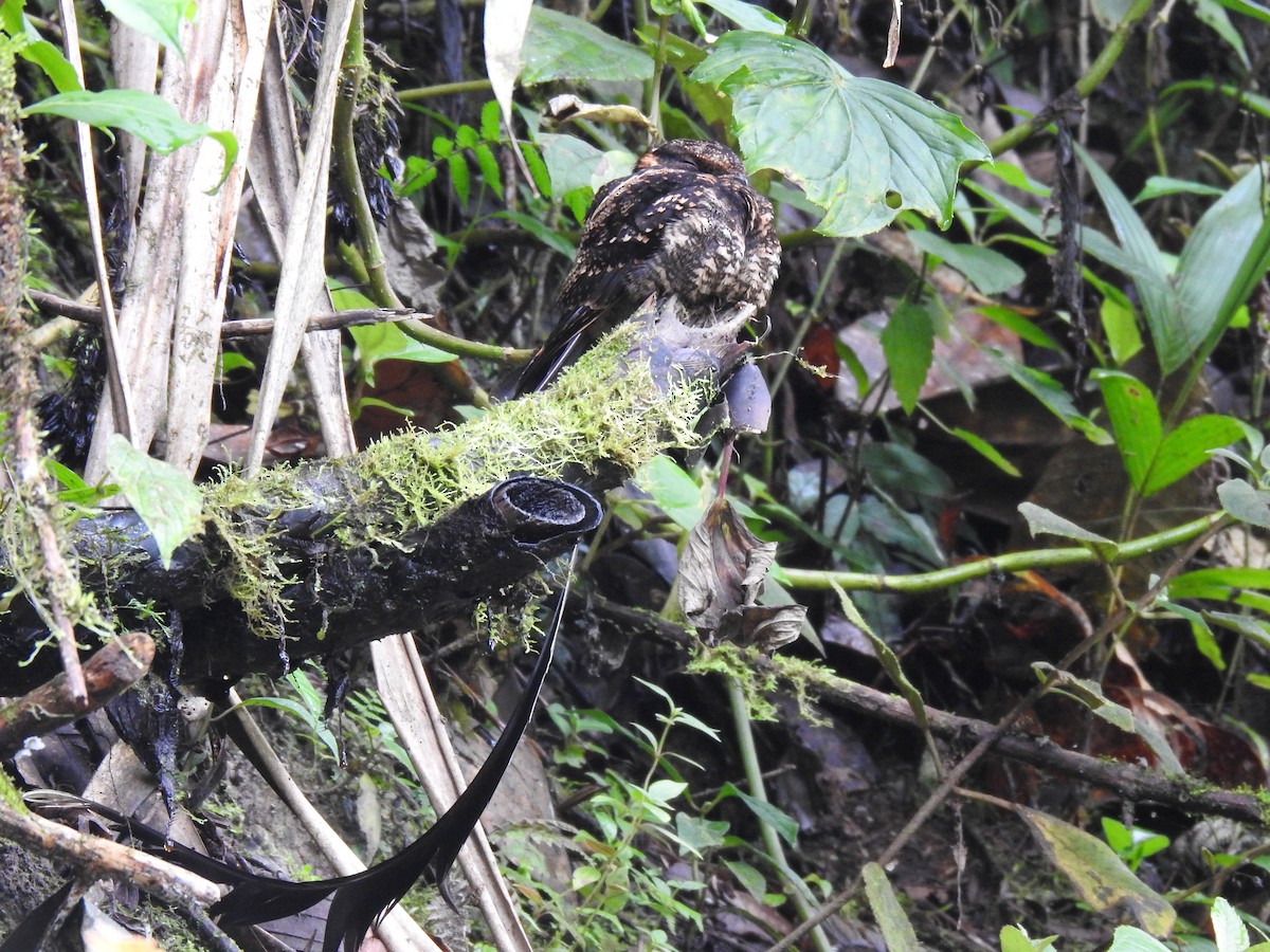 Lyre-tailed Nightjar - ML617885455