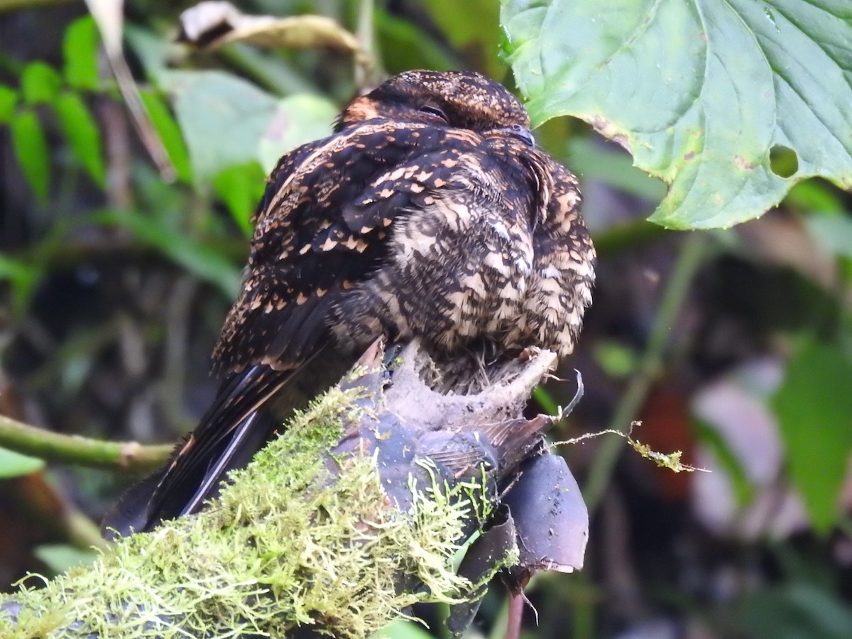 Lyre-tailed Nightjar - ML617885459