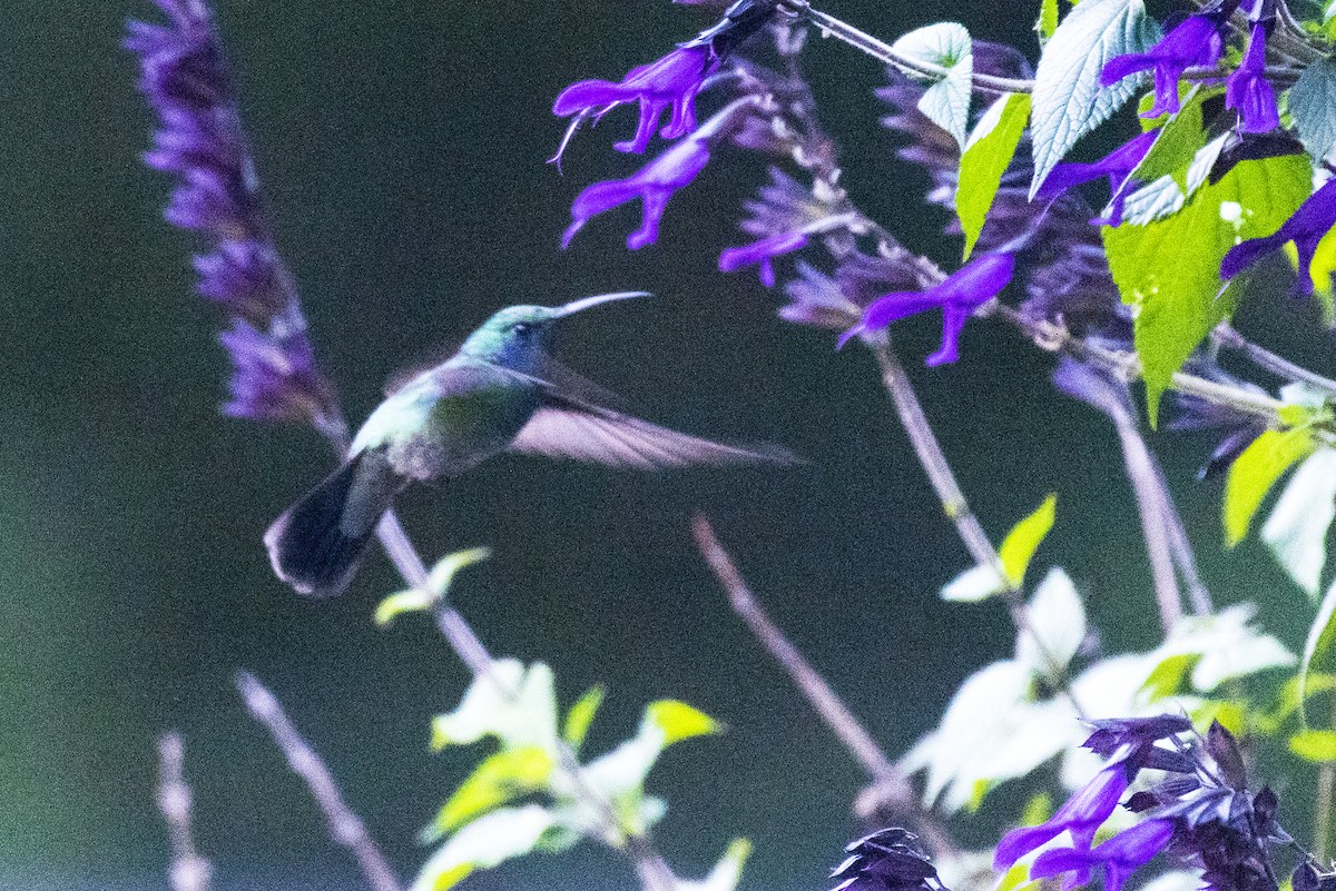 Colibrí Oreja Violeta Menor - ML617885462