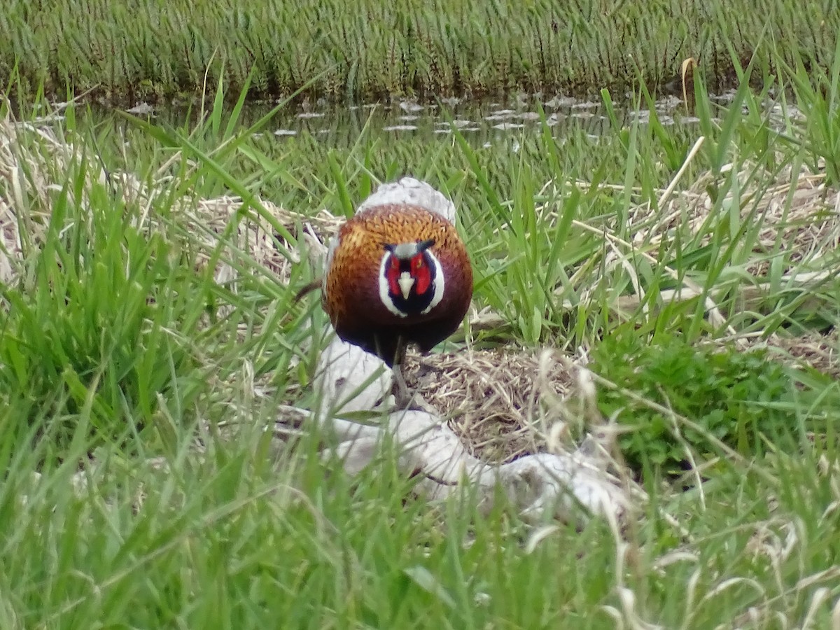Ring-necked Pheasant - Jim Walton