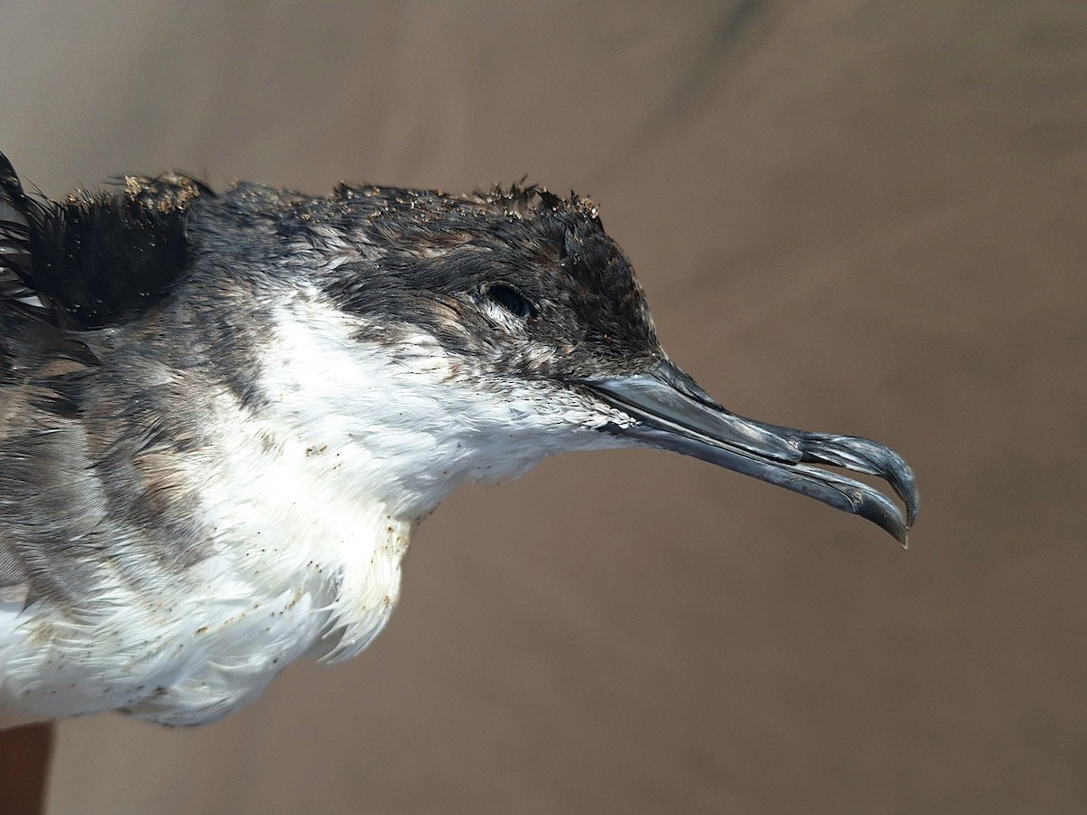 Manx Shearwater - ML617885531