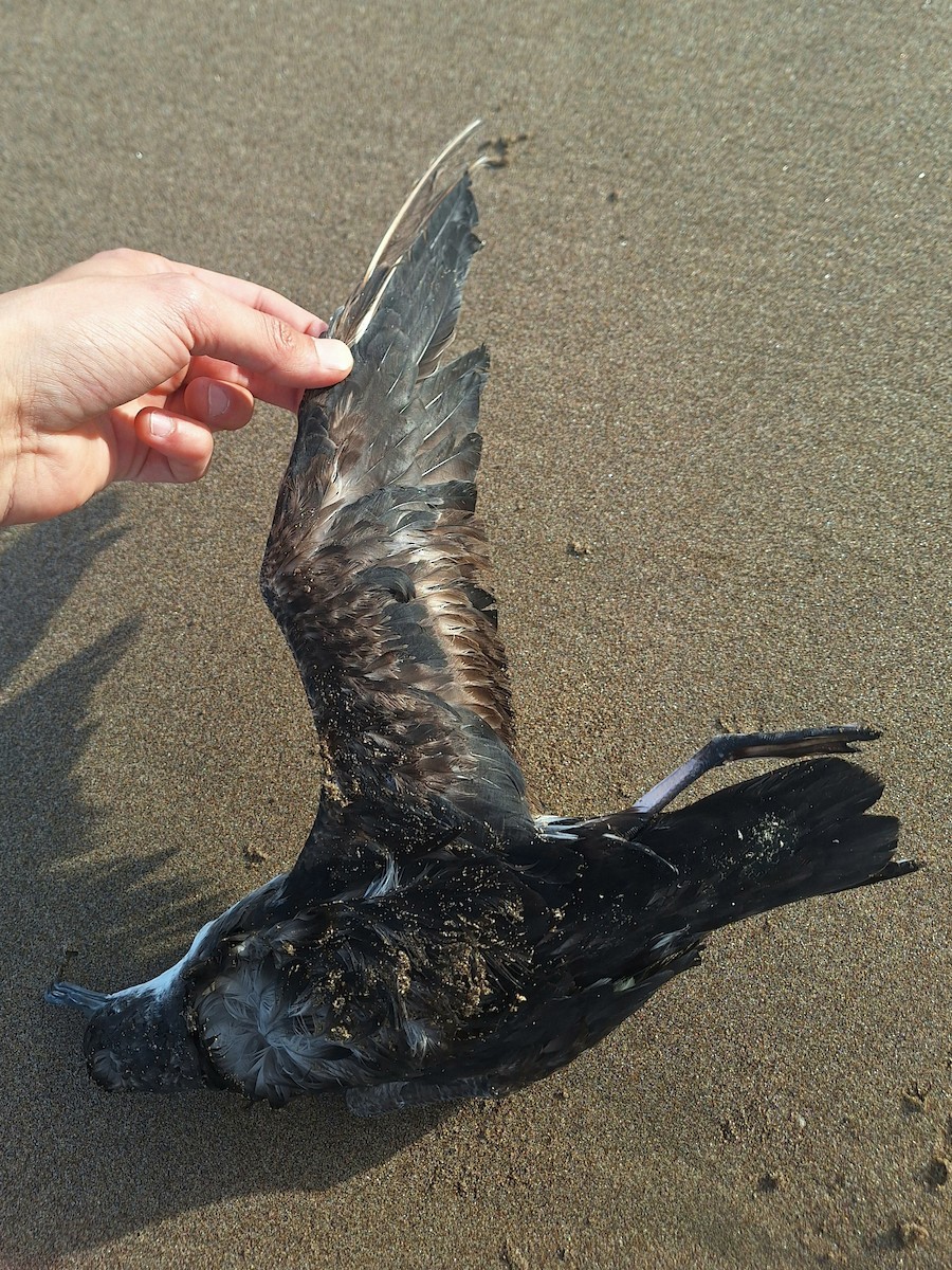 Manx Shearwater - ML617885537