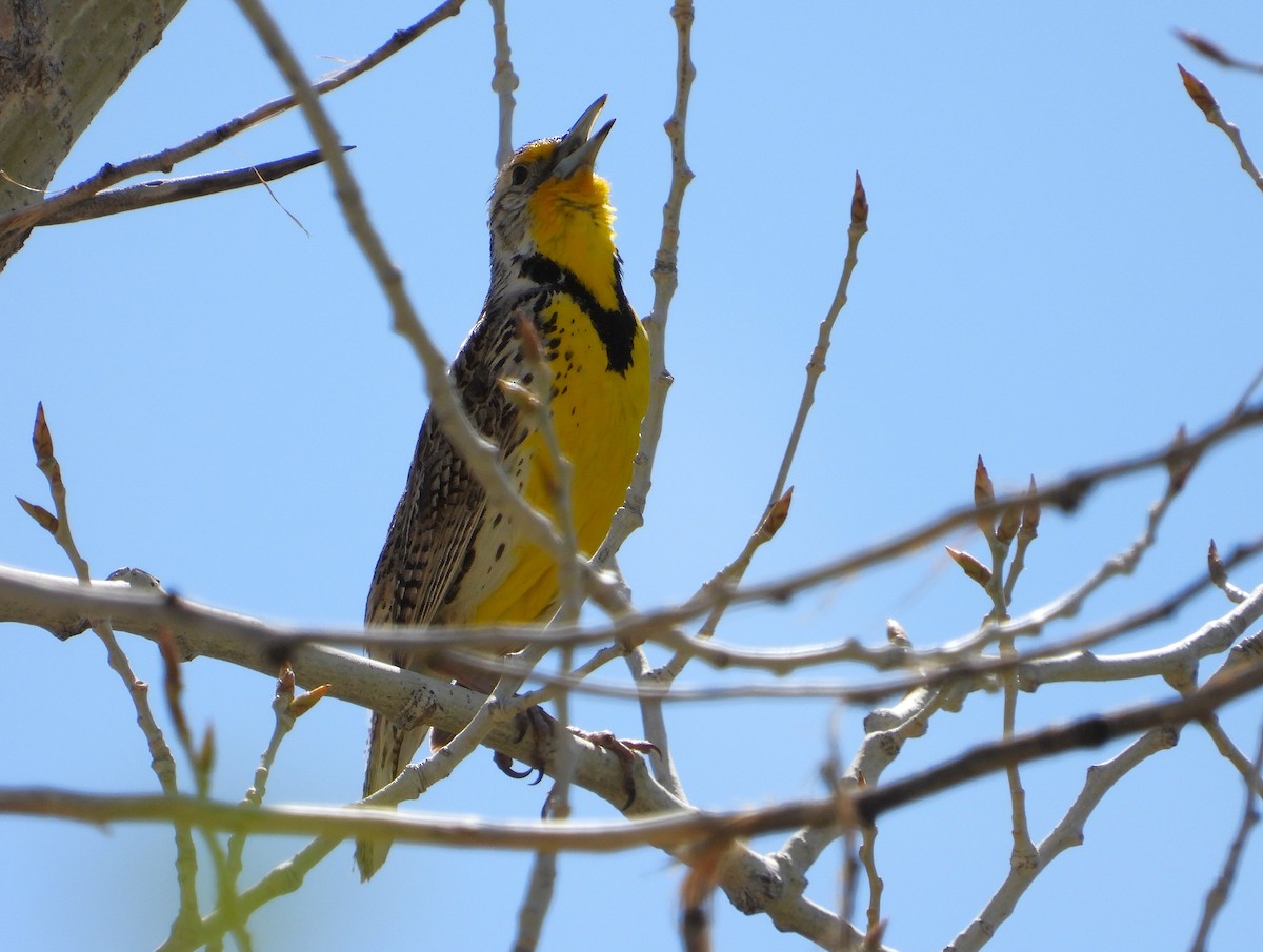 Western Meadowlark - ML617885598