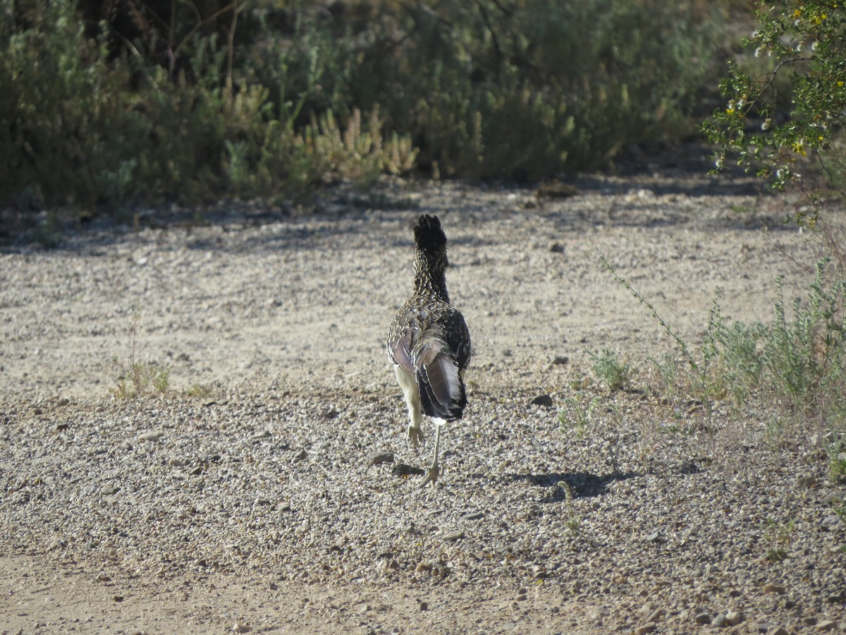 Greater Roadrunner - ML617885635