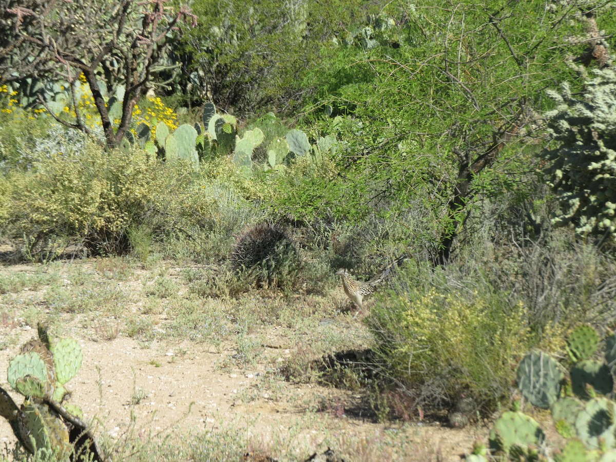 Greater Roadrunner - ML617885638