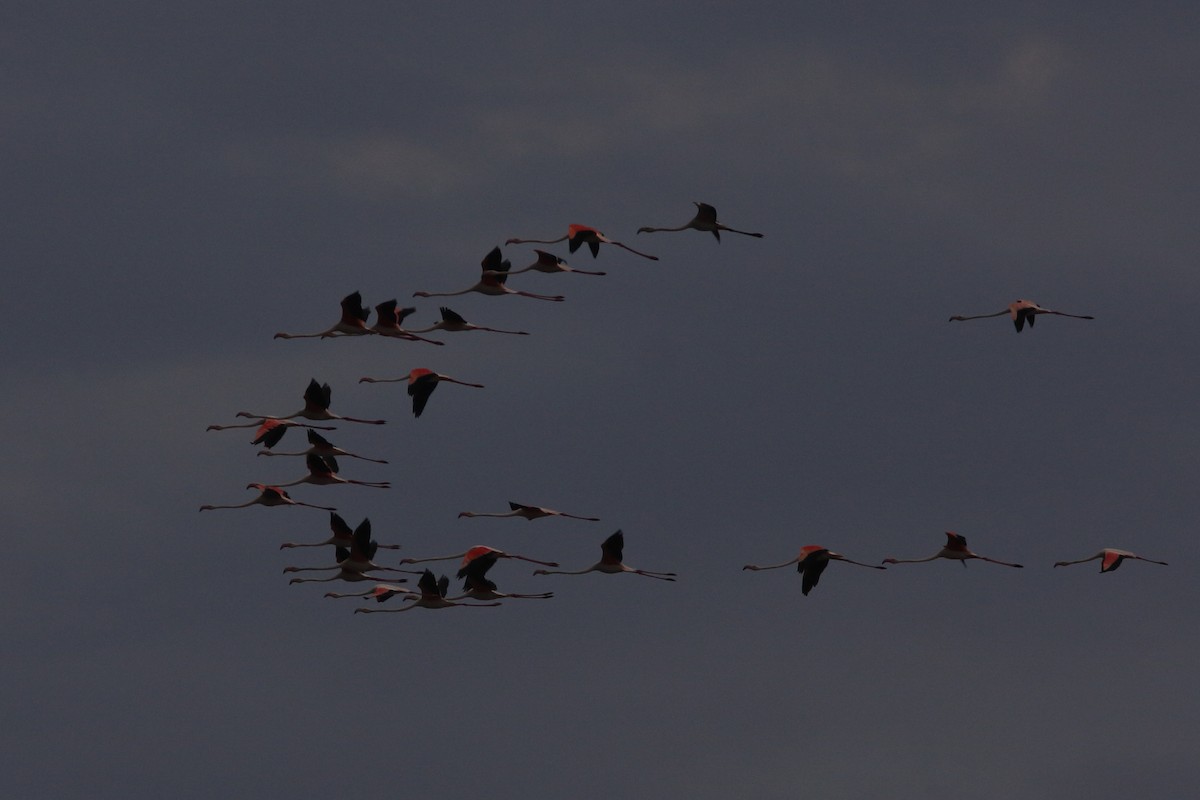 Greater Flamingo - ML617885844