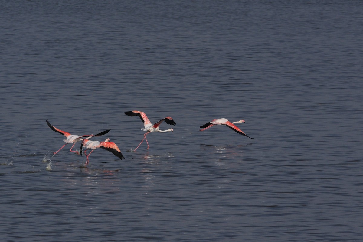 Greater Flamingo - Andrey Mikhaylov
