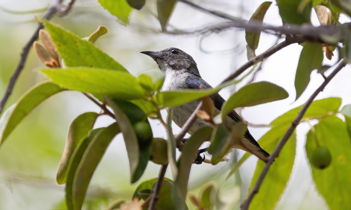 Pygmy Flowerpecker - ML617885881