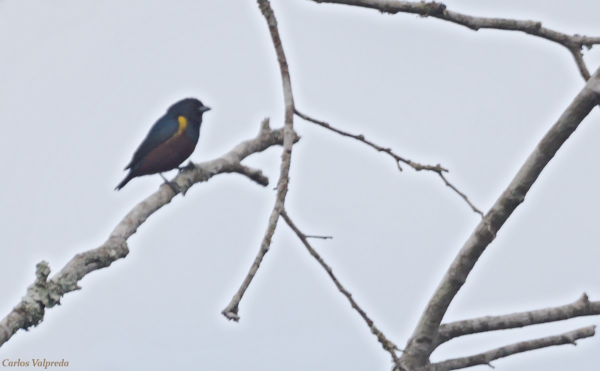 Chestnut-bellied Euphonia - ML617885931